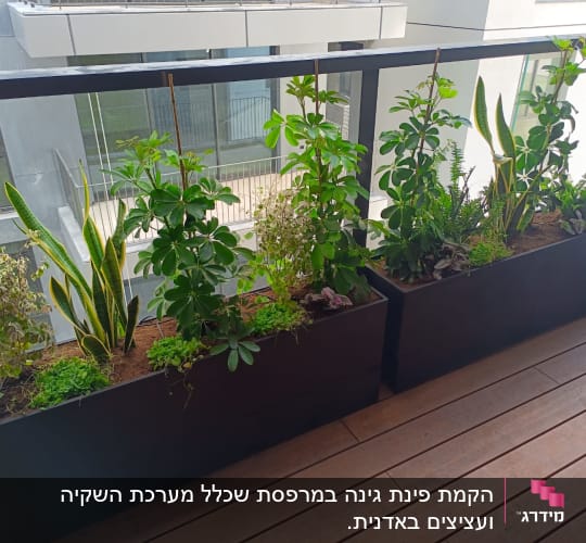 עציצים עם צמחים ירוקים במרפסת עץ